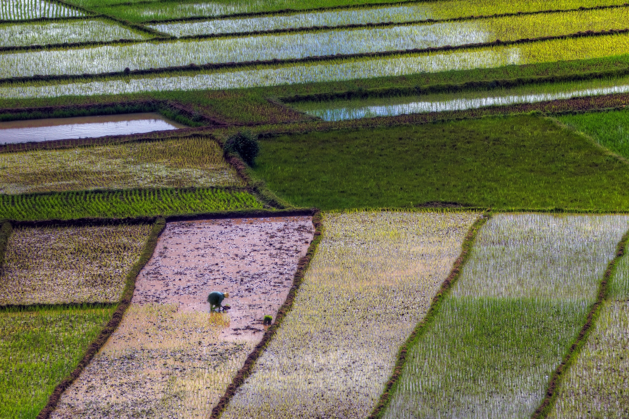 Rice paddy
